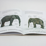 De olifant 3