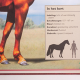 Het allermooiste boek over paarden 6